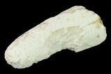 Fossil Mastodon (Gomphotherium) Tusk Sections - Kansas #136667-2